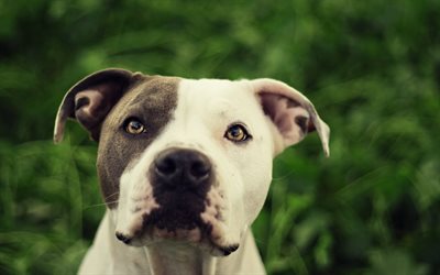 pitbull, wallpaper friend, dog