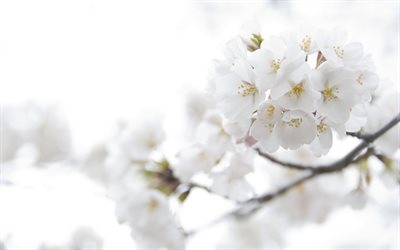cereza, flores, pétalos, rama, sakura, blanco, pétalos de sakura