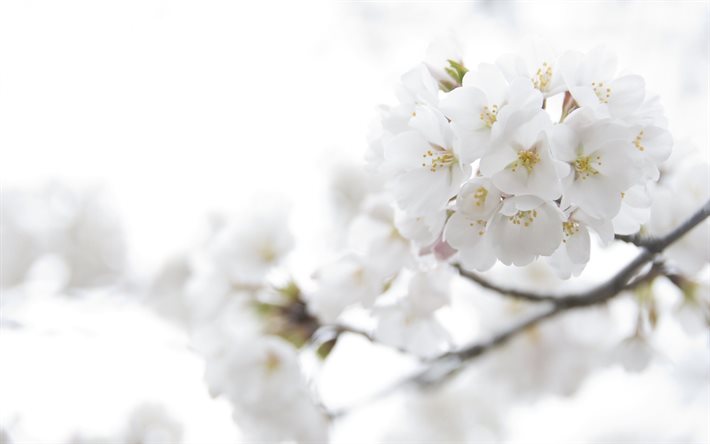 cherry, flowers, petals, branch, sakura, white