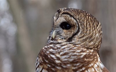 eule, barred owl, profil, vogel, strix varia