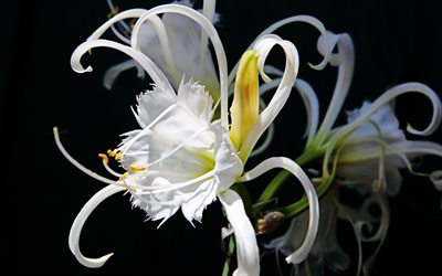 fleur, blanc, juste, beau