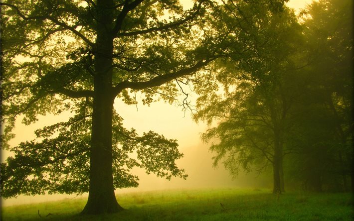 skog, morgon, dimma