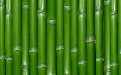 texture, papier peint, vert, bambou