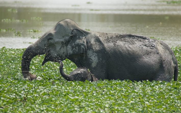 los elefantes, la vida silvestre