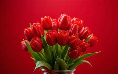4k, زهور التوليب الحمراء, عن قرب, زهور الربيع, خلفية حمراء, باقة من زهور التوليب, زهور جميلة, القوس الأحمر, ربيع, الخلفية مع زهور التوليب, زهور حمراء, زهور التوليب