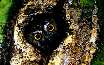 owl, bird, tree, eyes
