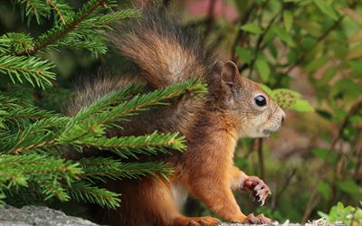 squirrel, fir-tree, wildlife, forest