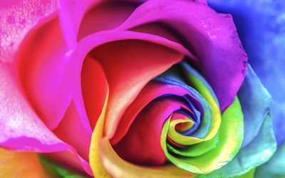 4k, farbenfrohe rose, nahaufnahme, farbenfrohe blütenblätter, bunte blumen, makro, rosen, schöne blumen, bild mit rose, hintergründe mit rosen, bunte knospe, farbenfrohe rosen