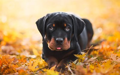 rottweiler welpe, bokeh, herbst, süße tiere, hunde, welpen, rottweiler, süße hunde, kleiner welpe, rottweiler hund