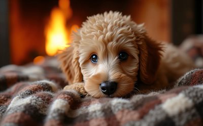 4k, पूडल पिल्ला, क्लोज़ अप, चिमनी, प्यारे जानवर, चेकदार कम्बल, bokeh, पिल्लों, कुत्ते, थूथन, पूडल, पालतू जानवर, कम्बल में कुत्ता, पूडल कुत्ता