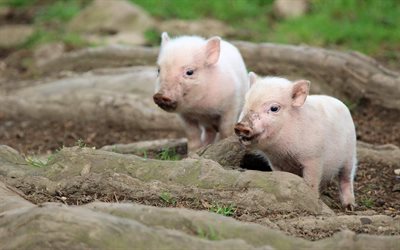 सुंदर piglets, गुलाबी piglets, पशु, सूअर, सूअर का बच्चा