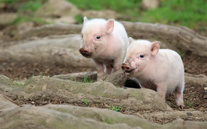 かわいい仔豚, ピンクの子豚, かわいい動物たち, 豚, ピギー
