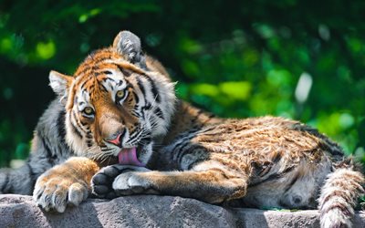 de vida silvestre, el tigre, el predator