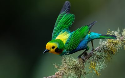 Multicoloured tanager, 4k, green bird, beautiful birds, green tanager, Chlorochrysa nitidissima, Colombia, South America, tanager