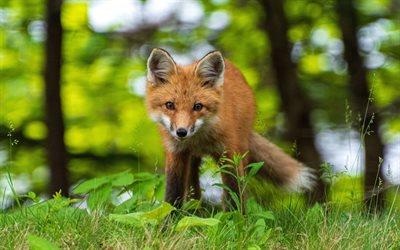 Red fox, 4k, wildlife, summer, bokeh, predators, Vulpes vulpes, fox, mammals, foxes, picture with fox