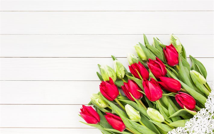 4k, 赤いチューリップの花束, 白い木の板の背景, 赤いチューリップ, 赤い花束, 春の花, チューリップ, 白いチューリップ