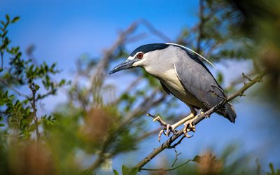 Gray Heron, 4k, wildlife, exotic birds, bokeh, Ardea cinerea, Gray Heron on branch, heron, pictures with birds, bird on branch
