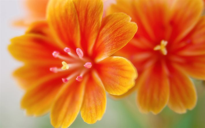 オレンジ・レウィシア, 大きい, ぼけ, オレンジ色の花, 美しい花, レウィシア, 2つの花の絵