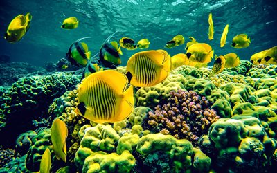 The Yellow Tang, yellow sea fish, Zebrasoma flavescens, underwater world, corals, Zebrasoma, underwater fish, Hawaii, ocean