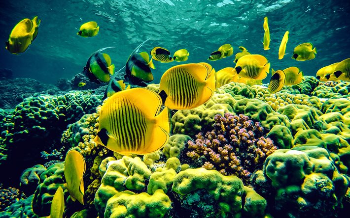 la saveur jaune, poisson de la mer jaune, zebrasome flavescens, monde sous marin, coraux, zèbre, poisson sous marin, hawaii, océan