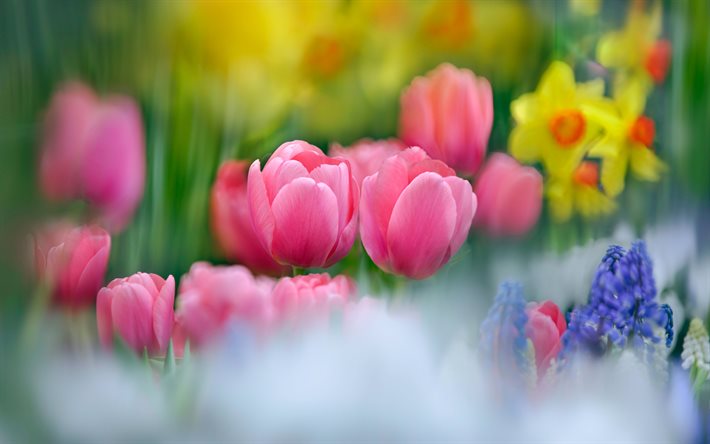 tulipas rosa, borrão, flores silvestres, brotos de tulipas, flores cor de rosa, fundo com tulipas, primavera