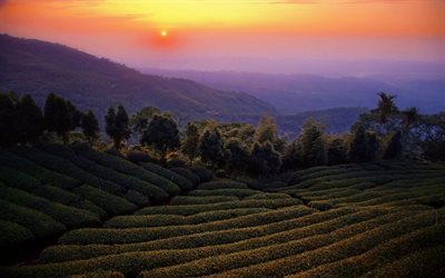el paisaje, el té, el rocío, la puesta de sol, puesta de sol, la plantación, la niebla, las montañas, los árboles, taiwán, paisaje, campo, cielo, naturaleza, el cielo, montañas