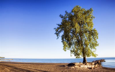 tree, horizon, huntington beach, lake erie, lone tree