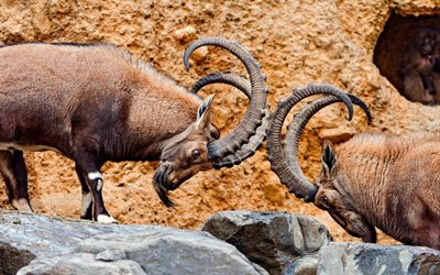 horns, mountain sheep, fight, animal, nature