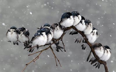 neve, pacote, ramo, pássaro, natureza