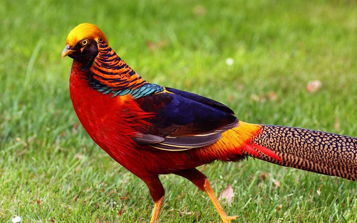 pheasant, bird, chinese, china, golden, color, colorful, beauty