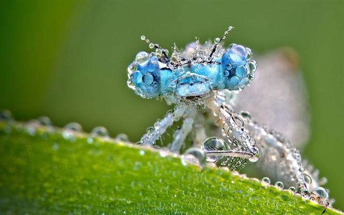 drops, dew, macro, dragonfly, nature