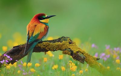 animal, branch, bird, national geographic, color, green, flower, flowers