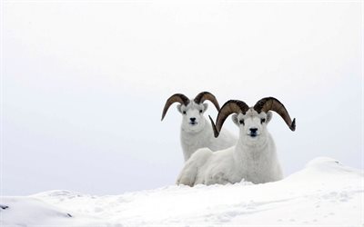 keçi, kar, hayvan, boynuzları, beyaz