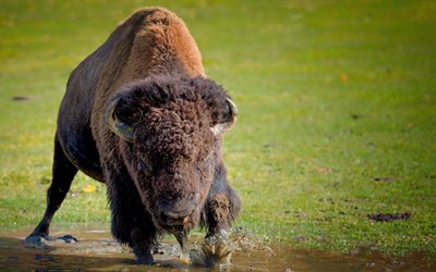 bison, buffel, djur, bovinae, bizon, däggdjur