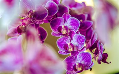 4k, purple and white orchids, orchid branch, tropical flowers, orchids, background with orchids, purple flowers background