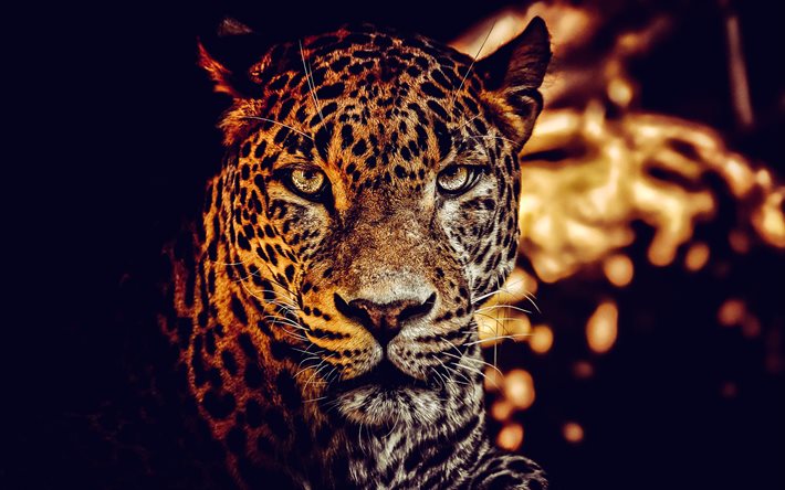 leopard, kväll, solnedgång, vild katt, vilda djur, farliga djur, leopard utseende, leopardögon, vild natur, leoparder