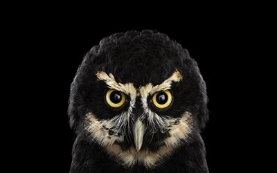 owl, funny birds, minimal, predators, Bubo bubo, black backgrounds, owls, owl minimalism