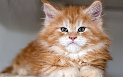 ginger cat, fluffy cat, cute animals, pets, cats