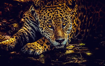 jaguar, 4k, kväll, solnedgång, vild katt, stillhet, vild natur, farliga djur jaguarer