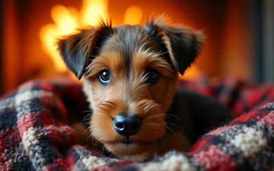4k, cachorro airedale terrier, de cerca, hogar, animales lindos, manta a cuadros, bokeh, cachorros, perros, bozal, terrier airedale, mascotas, perro en manta, perro airedale terrier