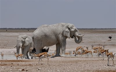afrika, gaseller, elefanter, vattning