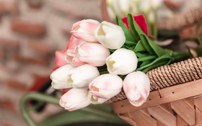 4k, weiße tulpen, makro, frühlingsblumen, knospen, tulpsstrauß, schöne blumen, weißer bouquet, blumenrahmen, nahaufnahme, tulpen, braut bouquet, frühling, hintergrund mit tulpen