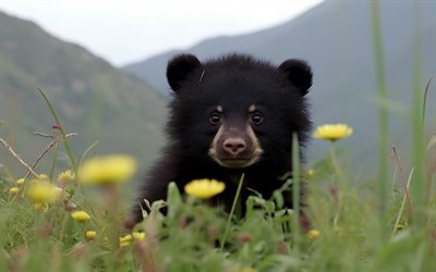 kleiner schwarzer bär, grünes gras, süße tiere, raubtiere, ursus americanus, schwarzbär, tierwelt, amerikanischer schwarzbär, bärenjunges, bären