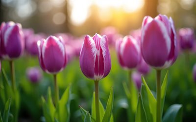 purple tulips, 4k, tulips in the field, buds, sunset, close-up, spring flowers, bouquet of tulips, beautiful flowers, spring, background with tulips, purple flowers, purple buds, tulips
