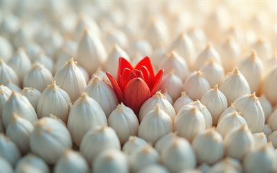 Be different, 4k, flower among bulbs, white bulbs, be a leader, leadership concepts, Be different concepts, leadership