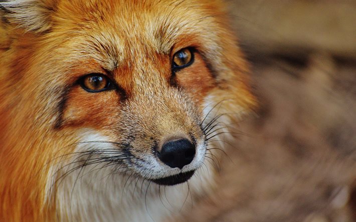 fox, les prédateurs, le museau, la faune