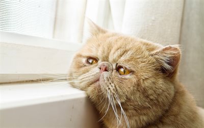 chat, moelleux, animaux mignons, chat exotic shorthair
