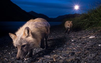 foxes, animal at night, river, night, fox