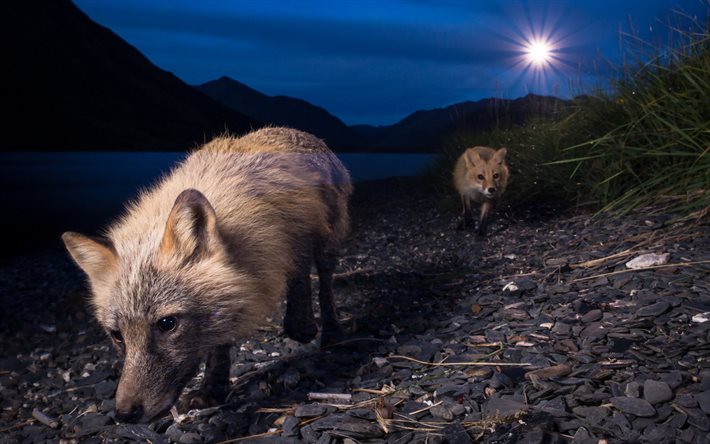 foxes, animal at night, river, night, fox