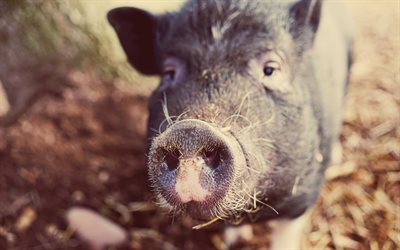 돼지, 귀여운 동물, 귀여운 돼지, piglets